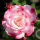 Rosa (K) Rosenstadt Freising GM rozenpot 4L