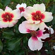Rosa (M) Sweet Babylon Eyes 90 cm stam 7L