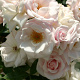 Rosa (M) Schneeküsschen GM rozenpot 3L