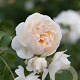 Rosa (H) Claire Austin GM vierkant 6 L