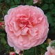 Rosa (H) Strawberry Hill GM vierkant 6 L