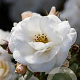 Rosa (F) Sirius GM rozenpot 3L