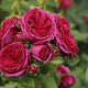 Rosa (T) Sophie Luise GM rozenpot 4L