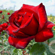 Rosa (T) Schwarze Madonna GM rozenpot 4L