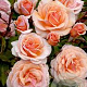 Rosa (F) Sweet Honey GM rozenpot 3L