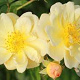 Rosa (K) Sunny Siluetta GM rozenpot 4L