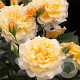 Rosa (T) Sunny Sky GM rozenpot 4L
