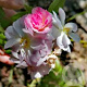 Rosa (K) Sweet Siluetta GM rozenpot 4L