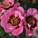 Rosa (M) Trendy Babylon Eyes GM rozenpot 4L