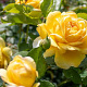 Rosa (H) The Poet's Wife GM vierkant 6 L