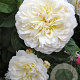 Rosa Tranquillity GM vierkant 6 L
