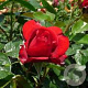 Rosa (H) Ulmer Münster GM rozenpot 4L