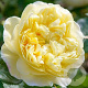 Rosa (H) Vanessa Bell GM rozenpot 4L
