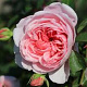 Rosa (H) Wisley 2008 GM vierkant 6 L