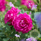 Rosa (H) Wild Edric A kwaliteit wortelgoed vanaf 2 tak