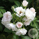Rosa (R) 'White Grootendorst' GM rozenpot 4L