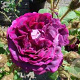 Rosa (H) 'William Lobb' GM rozenpot 4L