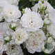 Rosa (H) White Meidilland A kwaliteit wortelgoed wortelecht 2 tak