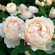 Rosa (H) Wollerton Old Hall GM vierkant 6 L