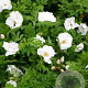 Rosa (R) White Pavement A kwaliteit wortelgoed wortelecht 2 tak