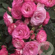 Rosa (F) Xenia GM rozenpot 3L
