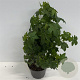 Liquidambar styraciflua 40-60 cm 4,0L