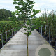 Magnolia 'Galaxy' 250-300 cm 20L