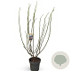 Magnolia 'Heaven Scent' 125-150 cm 12L