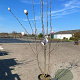 Magnolia 'Heaven Scent' 200-225 cm 35L