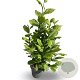 Magnolia kobus 200-250 cm 20L