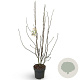 Magnolia soulangeana 125-150 cm 12L