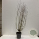 Salix babylonica 'Tortuosa' 100-150 cm 12L