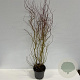 Salix 'Erythroflexuosa' 100-150 cm 12L
