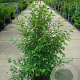 Styrax japonicus 80-100 cm 12L