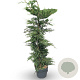 Cupressocyparis leylandii 175-200 cm 12L