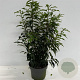 Prunus lusitanica 'Angustifolia' 40-60 cm 4,0L