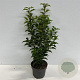 Prunus lusitanica 'Brenelia' 40-60 cm 4,0L