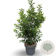 Prunus lusitanica 'Brenelia' 80-100 cm 12L