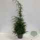 Tsuga canadensis 125-150 cm 12L