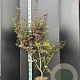 Acer pal. 'Skeeter's Broom' 125-150 cm 10L