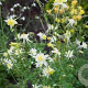 Aquilegia 'Kristall' GM P9