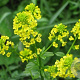 Barbarea vulgaris GM P9