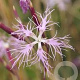 Dianthus superbus GM P9