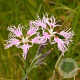 Dianthus superbus GM P9