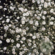 Gypsophila pan. 'Bristol Fairy' GM P9
