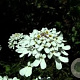 Iberis semp. 'Schneeflocke' GM P9