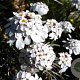 Iberis semp. 'Schneeflocke' GM P9