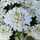 Iberis semp. 'Schneeflocke' GM P9
