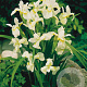 Iris sib. 'Snow Queen' GM P9