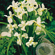 Iris sib. 'Snow Queen' GM P9